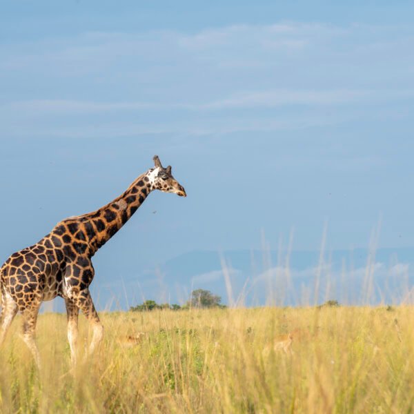 3 Days Birthday Safari at Murchison Falls, Uganda