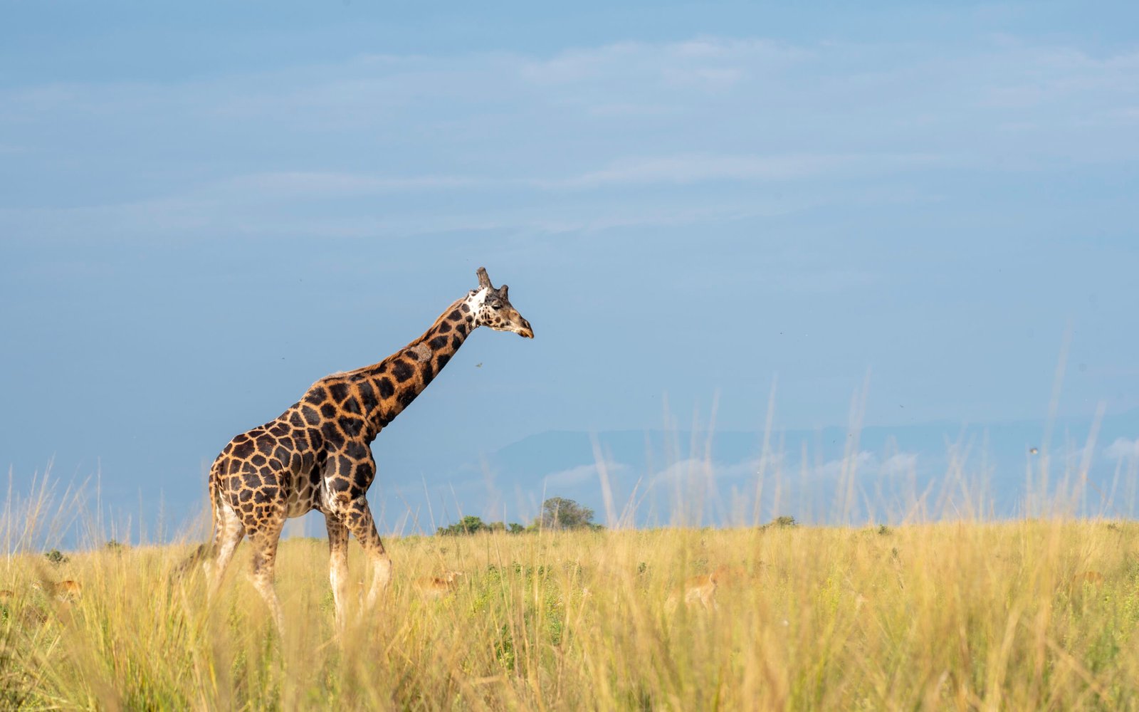 3 Days Birthday Safari at Murchison Falls, Uganda