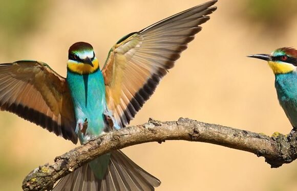 5 Days Birding Safari in Rwanda