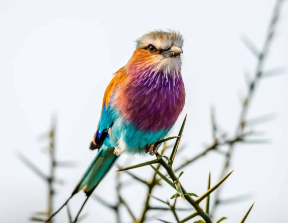 3 Days Birding Safari in Rwanda