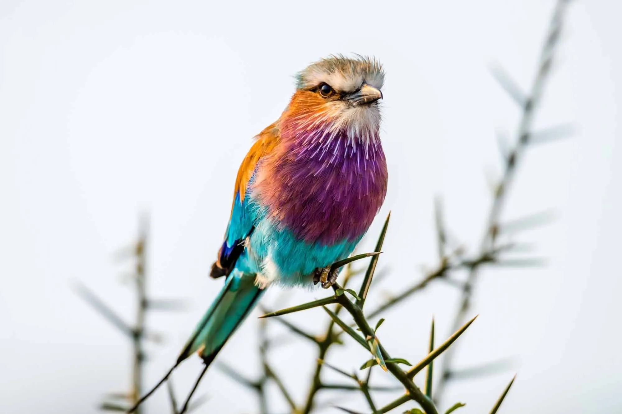 3 Days Birding Safari in Rwanda