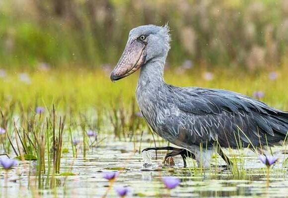 1 Day Birding Safari in Uganda