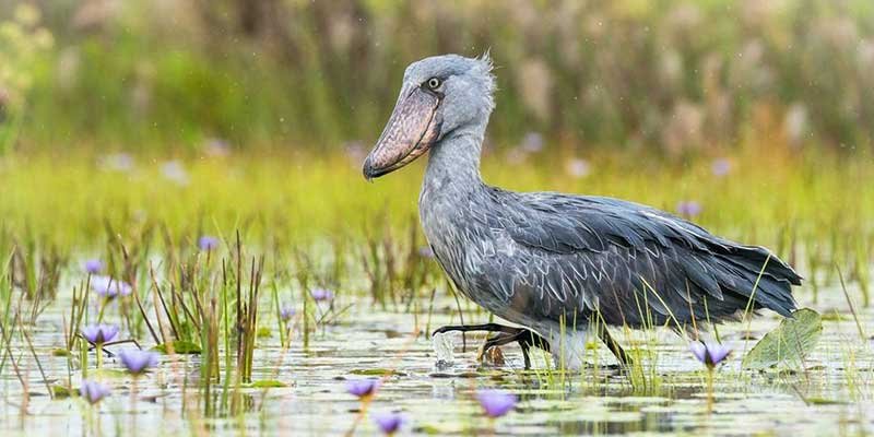 1 Day Birding Safari in Uganda