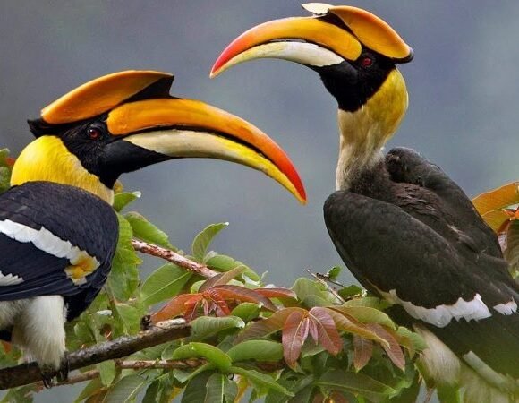 5 Days Birding Safari at Lake Bunyonyi