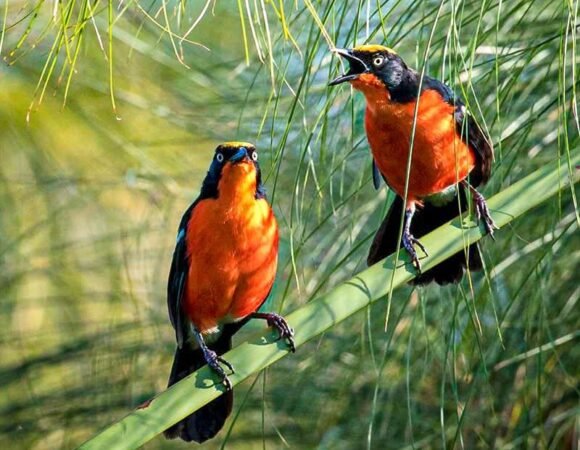 4 Days Birding Safari in Uganda