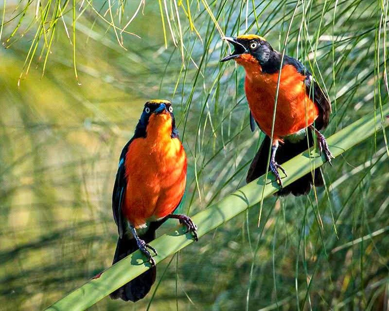 4 Days Birding Safari in Uganda