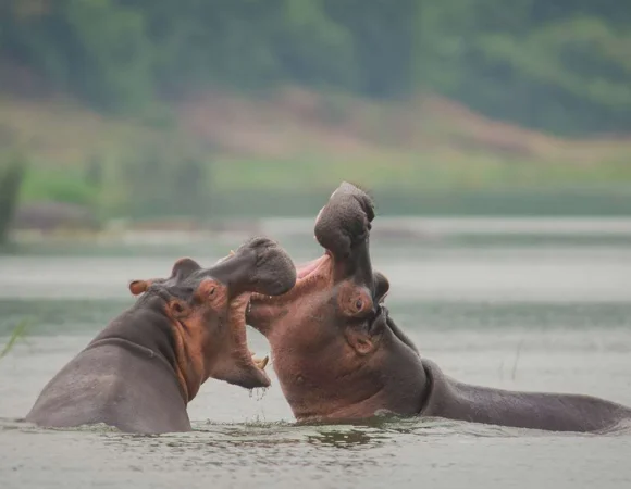 5 Days Western Uganda Birthday Safari