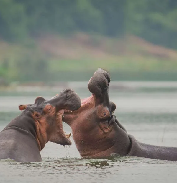 5 Days Western Uganda Birthday Safari