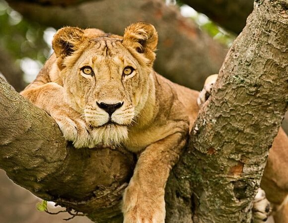 7 Days Uganda Classic Safari