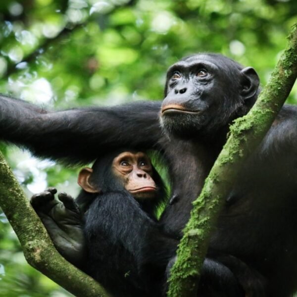 15-Day Solo Mixed Safari in Uganda