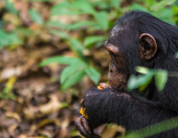 3 Days Chimpanzee Trekking Safari in Kibale Forest, Uganda