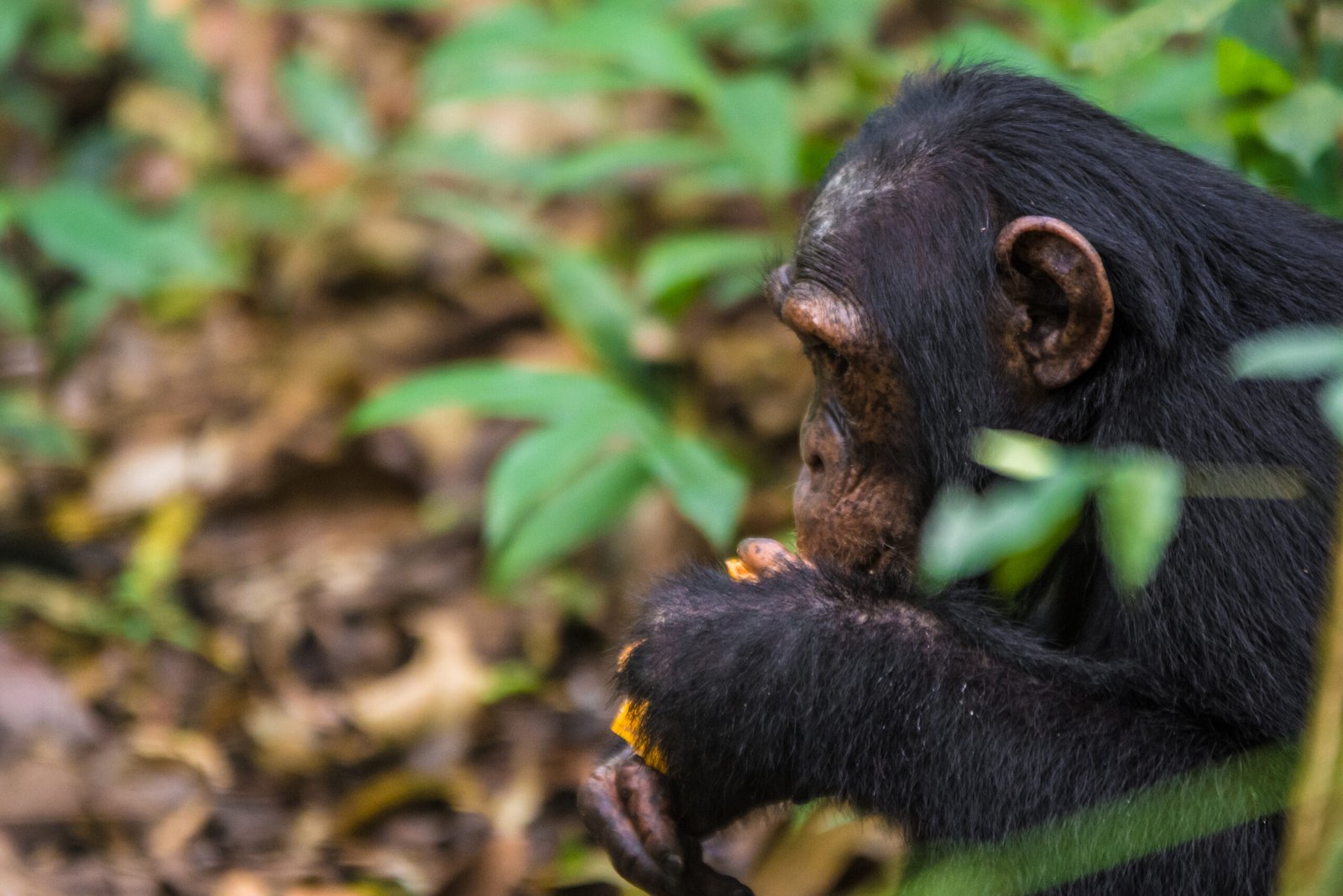 3 Days Chimpanzee Trekking Safari in Kibale Forest, Uganda