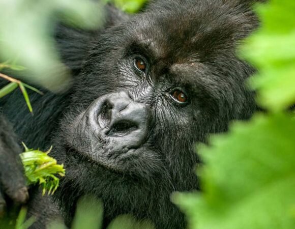 Rwanda Gorillas & Nyungwe Safari