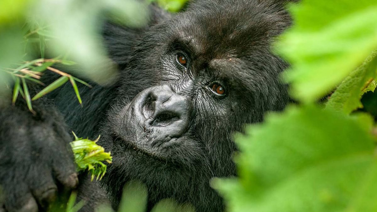 Bwindi Impenetrable National Park