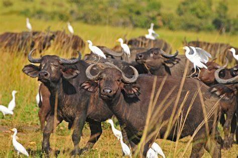 AKAGERA NATIONAL PARK