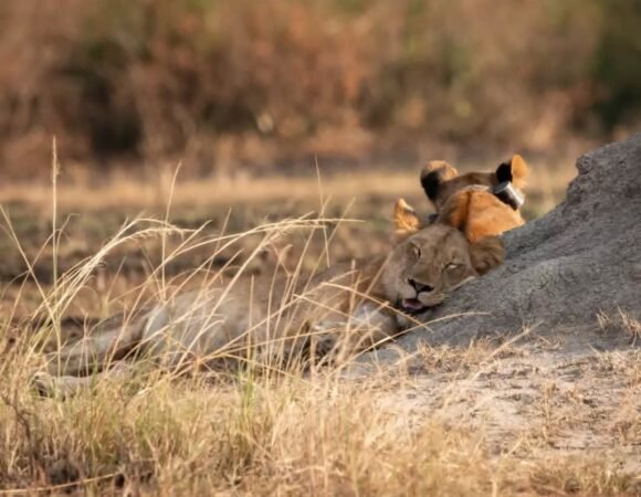 8 Days Solo Mixed Safari in Uganda