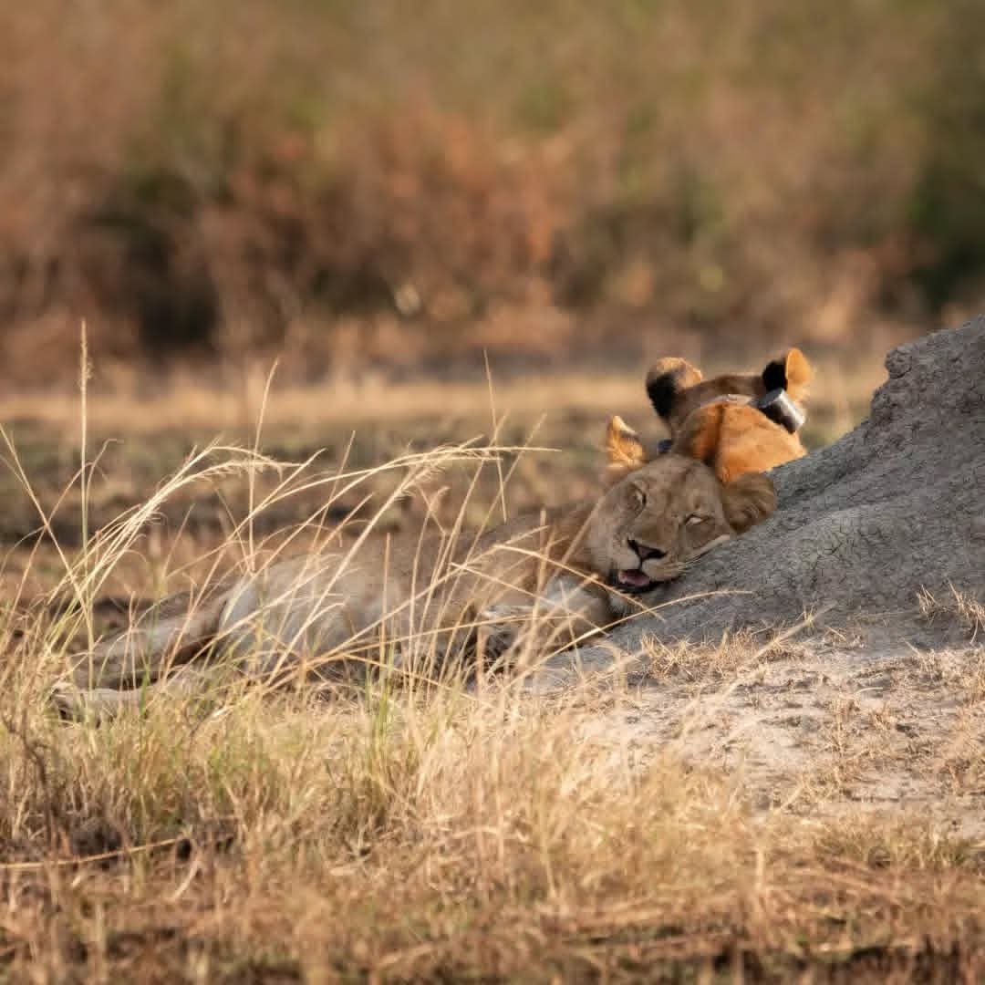 8 Days Solo Mixed Safari in Uganda