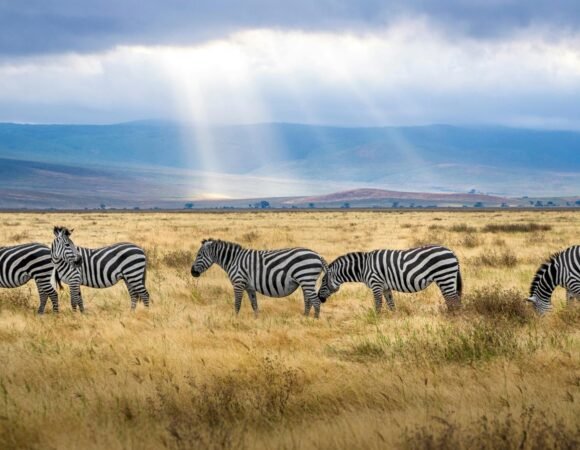 Best of Uganda Safari