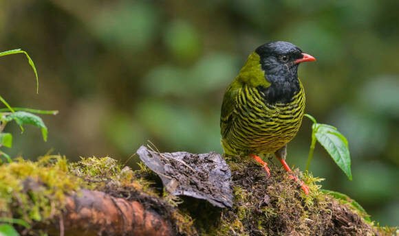 24 Days Birding Safari in Rwanda