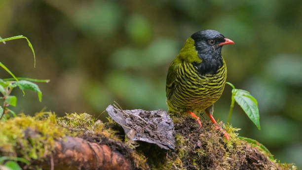 24 Days Birding Safari in Rwanda