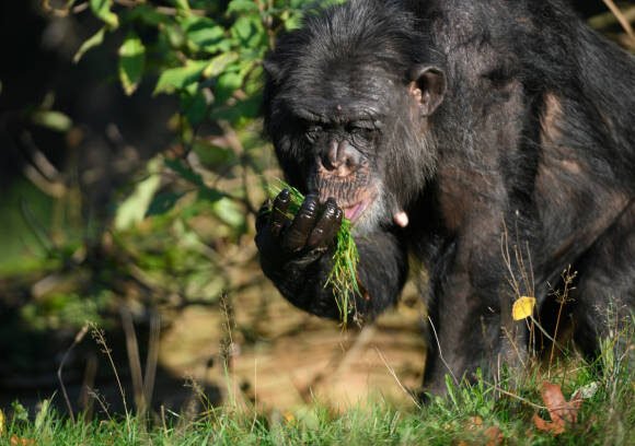 8 Days Gorilla & Chimpanzee Trekking Safari, Uganda