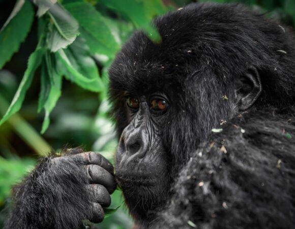 Gorilla Trekking Safari in Bwindi Impenetrable Forest