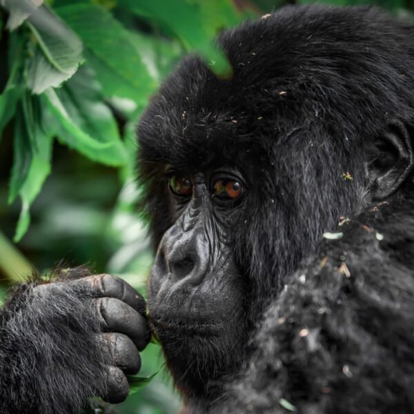 3-Day Gorilla Trekking Safari in Bwindi Impenetrable Forest
