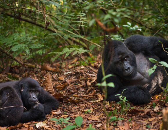 3 Days Chimpanzee Trekking Safari in Kibale Forest, Uganda