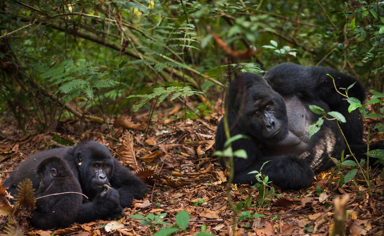 3 Days Chimpanzee Trekking Safari in Kibale Forest, Uganda
