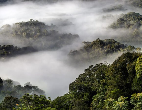Nyungwe & Akagera National Park Safari