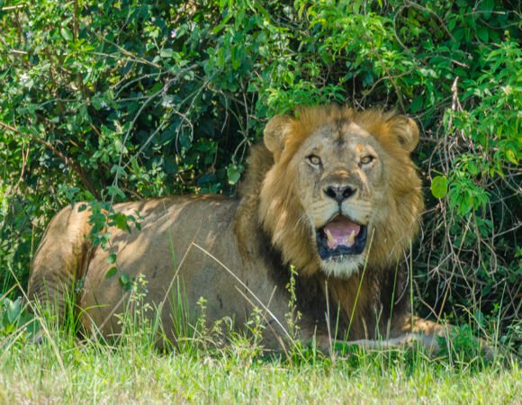 6 Days Akagera National Park, Behind the Scenes & Culture Safari