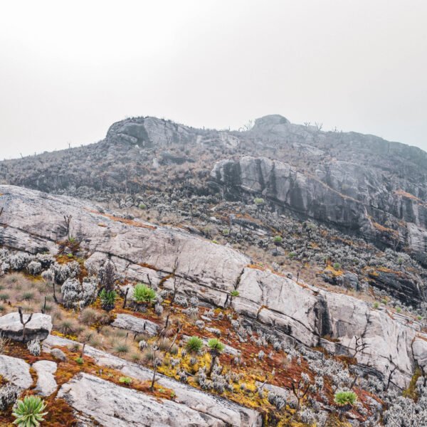 Mount Rwenzori Hiking Safari