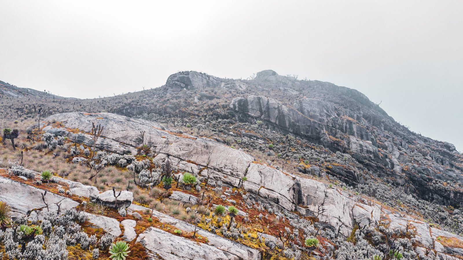 Mount Rwenzori Hiking Safari