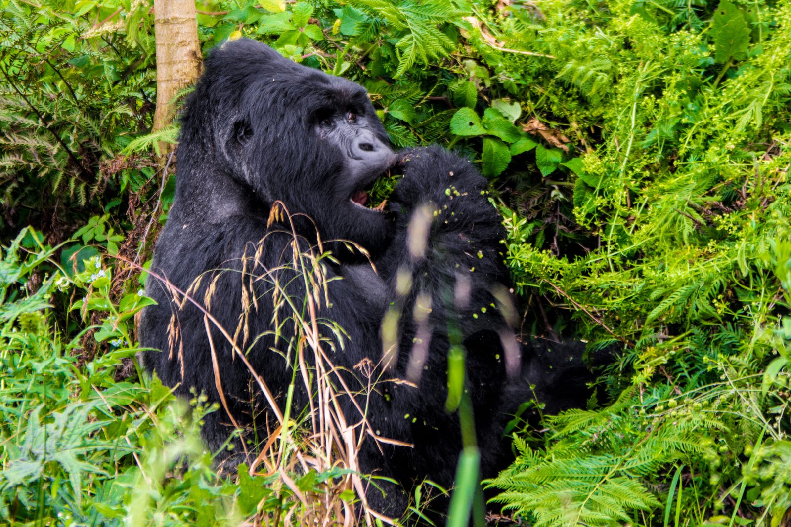Mgahinga Gorilla National Park