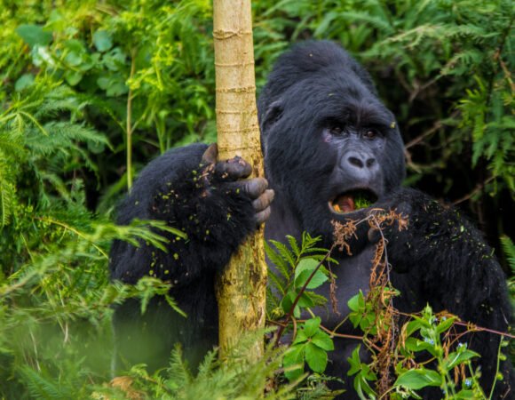 Bwindi Gorillas Safari from Kigali