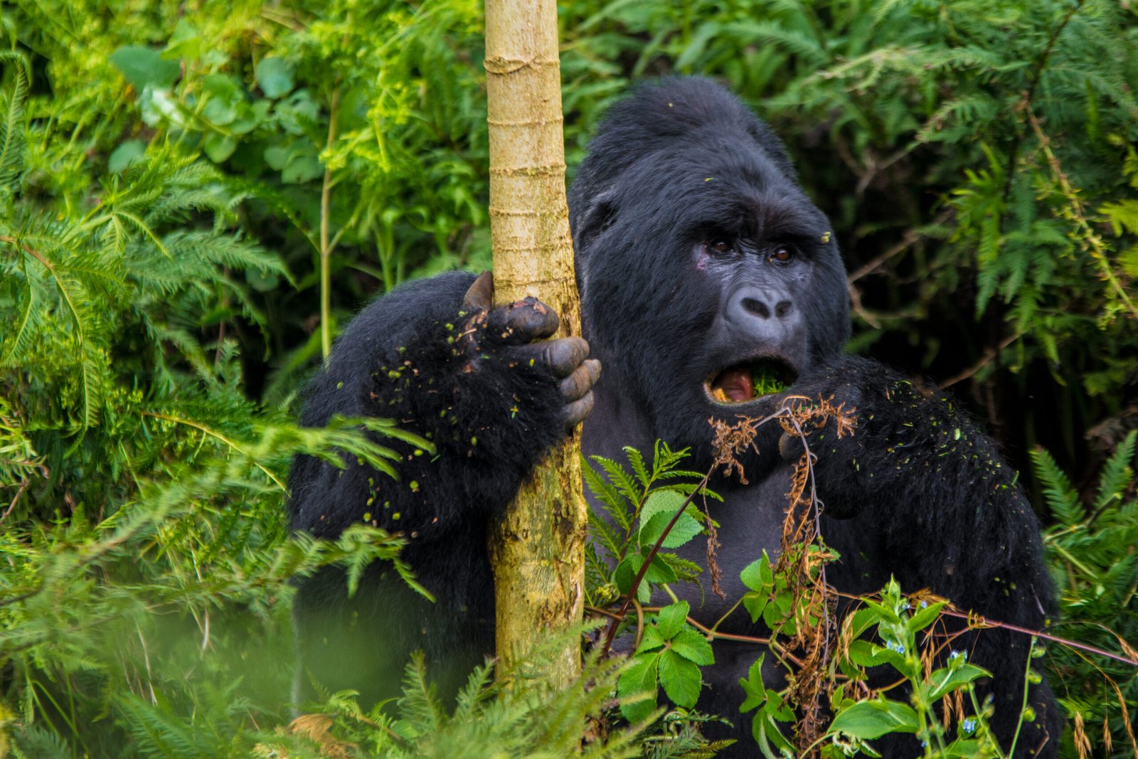 Bwindi Gorillas Safari from Kigali