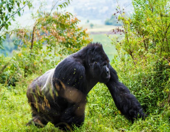 Rwanda Primate Safari with Sport Fishing