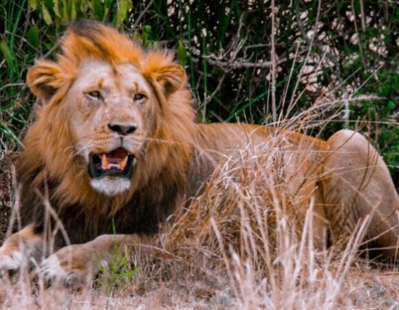 7 Days Murchison Falls, Kidepo & Bwindi Safari