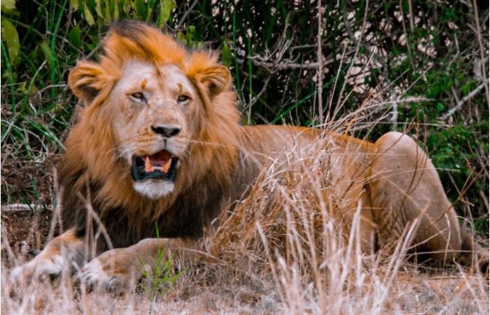 7 Days Murchison Falls, Kidepo & Bwindi Safari