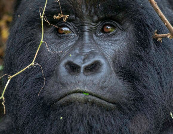 Uganda Primate Trekking Safari