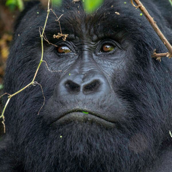 Best Time To See Mountain Gorillas In Africa