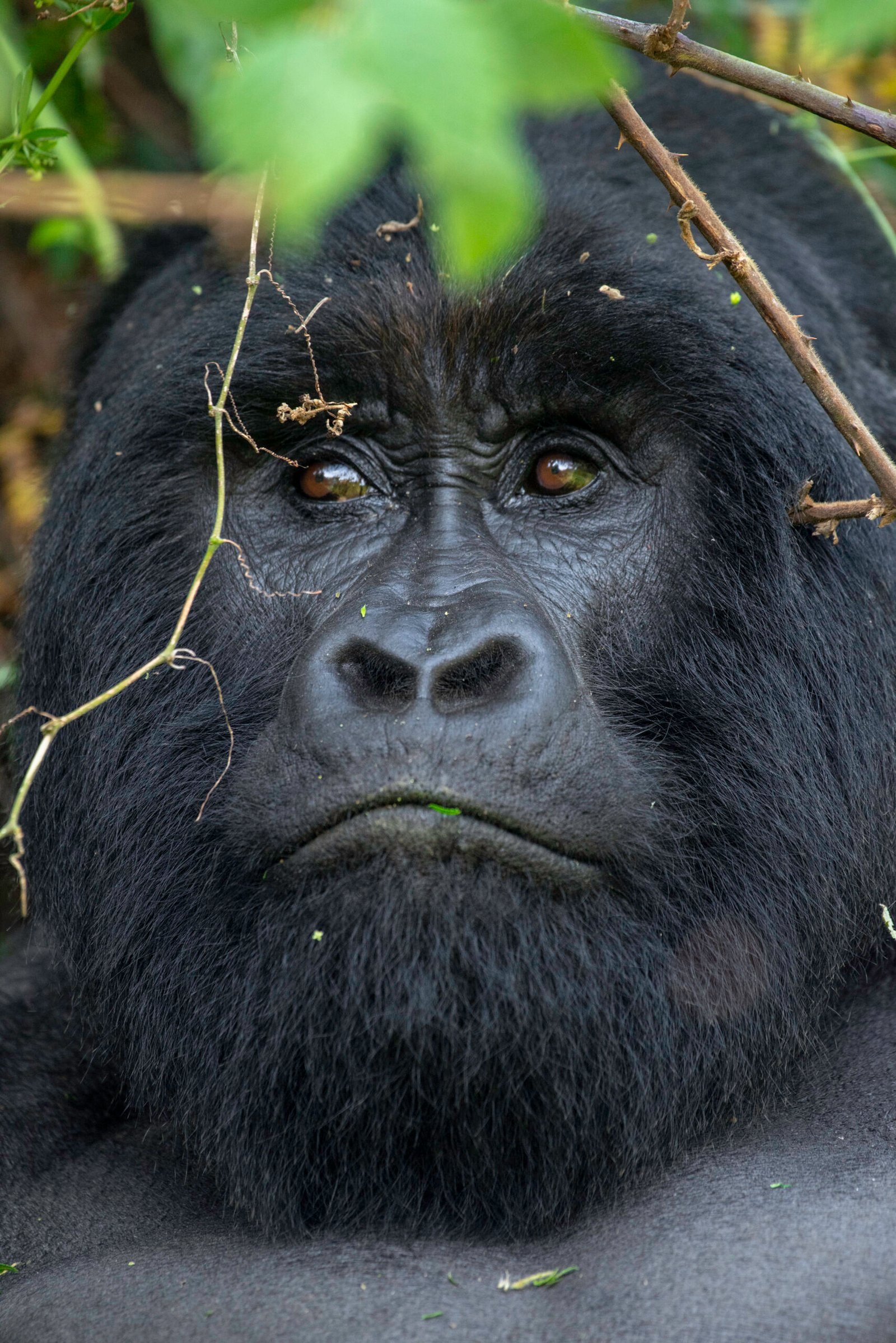 Uganda Primate Trekking Safari