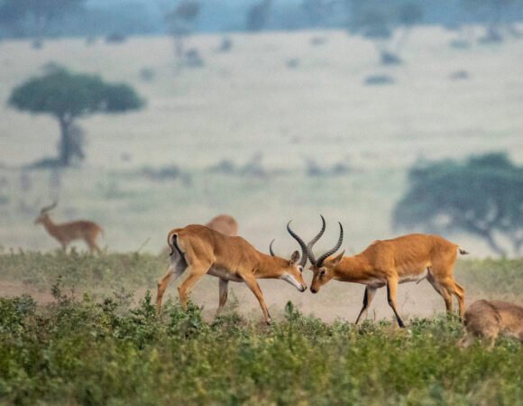 8 Days Best of Uganda Safari