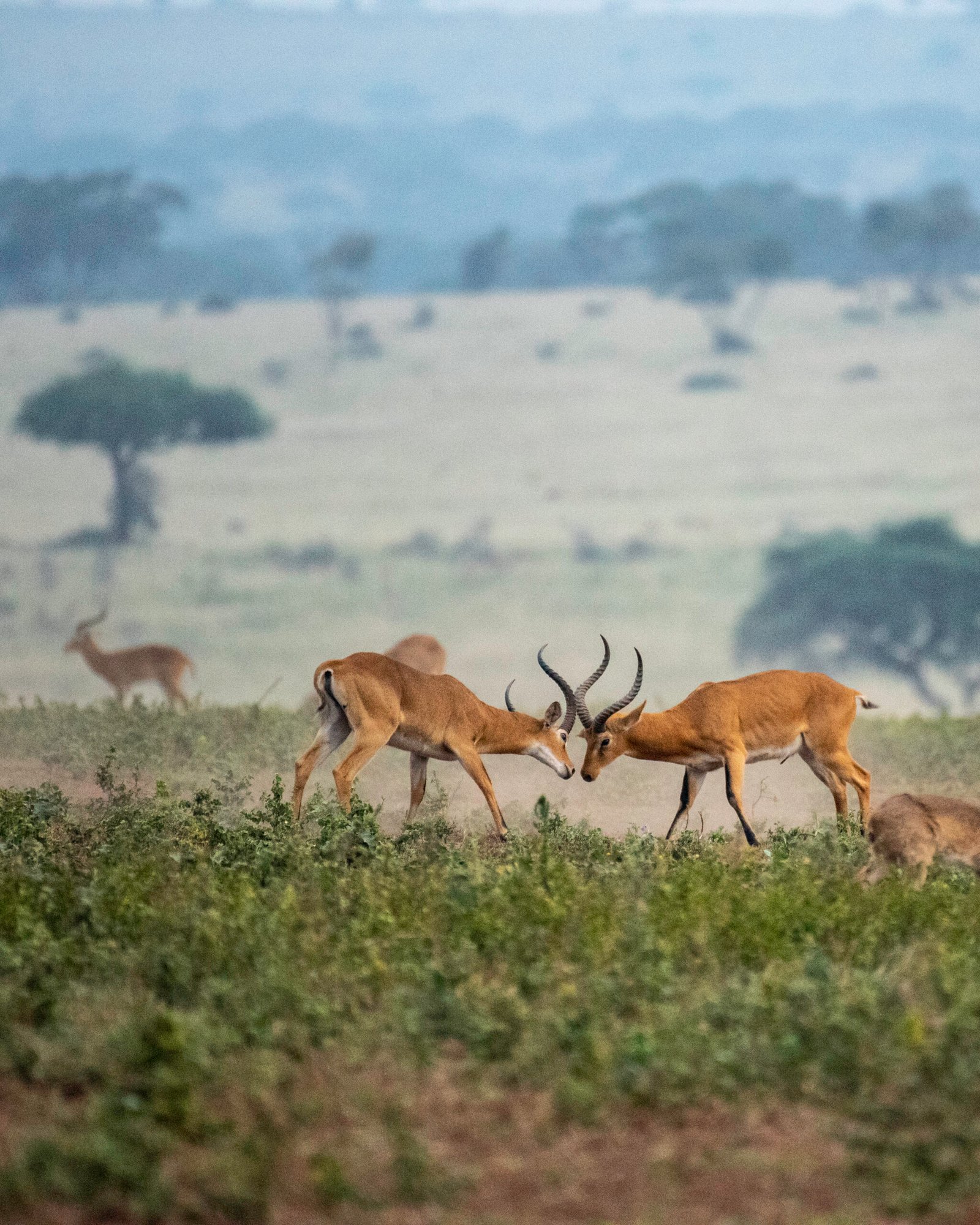 8 Days Best of Uganda Safari