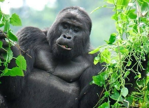 8 Days Bwindi & Mount Sabyinyo Hiking Safari