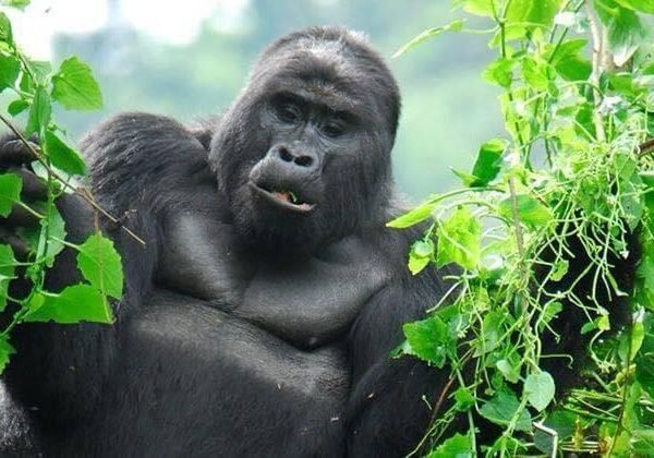 Bwindi & Mount Sabyinyo Hiking Safari