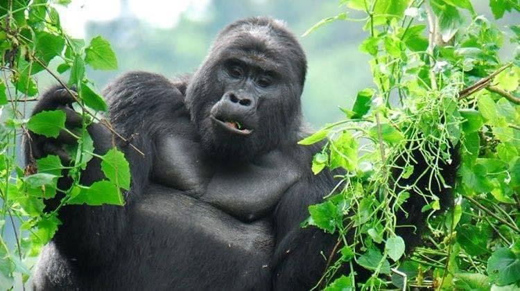 Bwindi & Mount Sabyinyo Hiking Safari