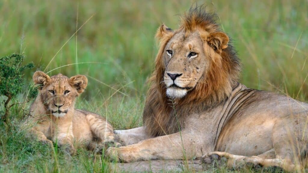 6 Days Akagera National Park, Behind the Scenes & Culture Safari