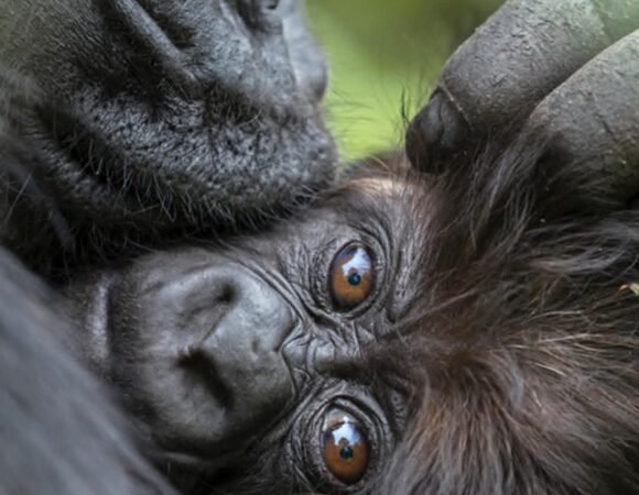 5 Days Mountaineering & Gorilla Trekking Safari in Rwanda