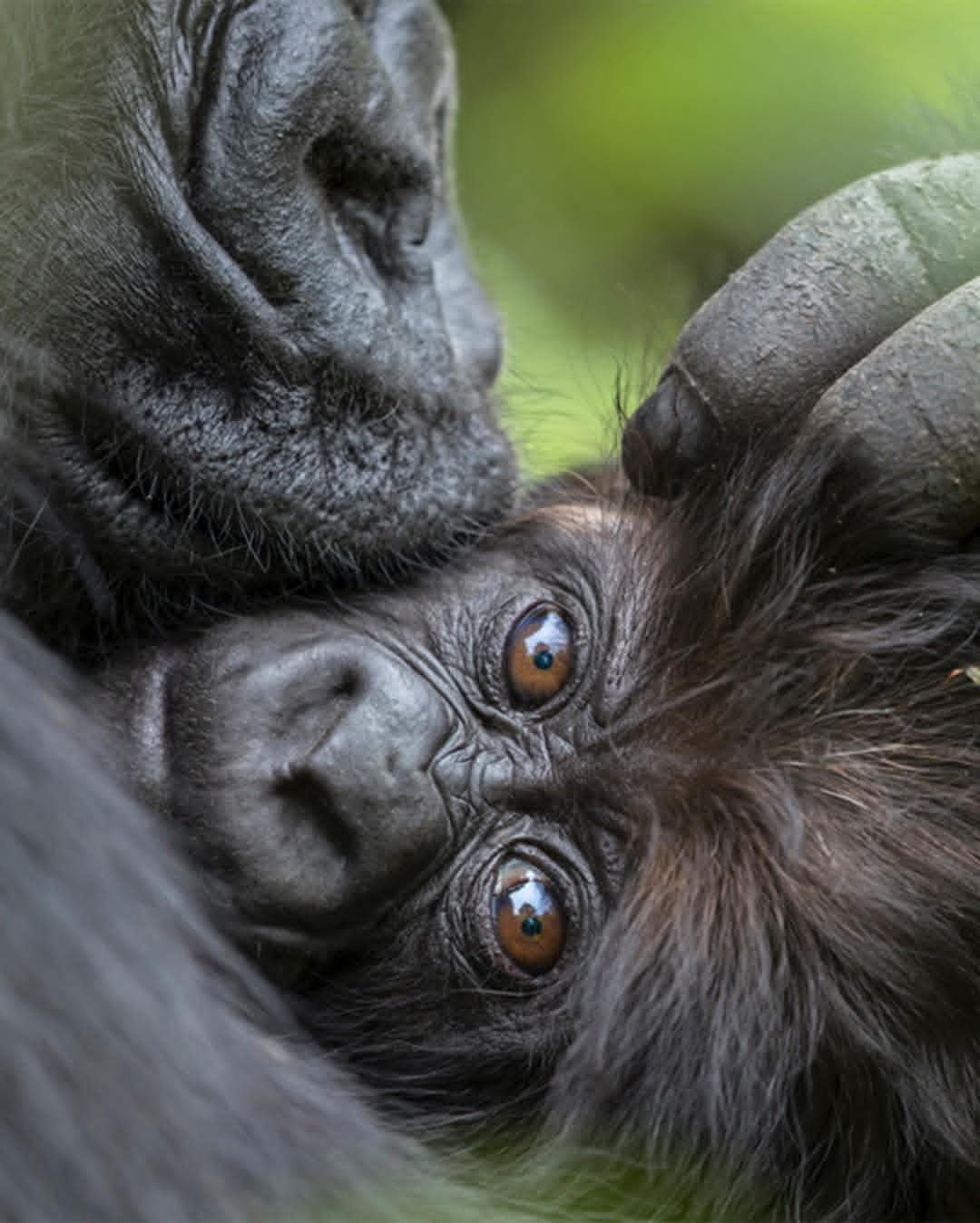 5 Days Mountaineering & Gorilla Trekking Safari in Rwanda